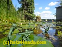 /home//u458753944/public_html/sourcegallery///Frogs/Bullfrogs 2016-08 Ontario/P8081392.JPG